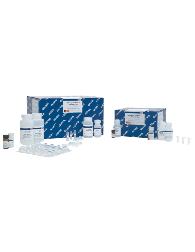 QIAAMP DNA BLOOD MINI KIT (50)